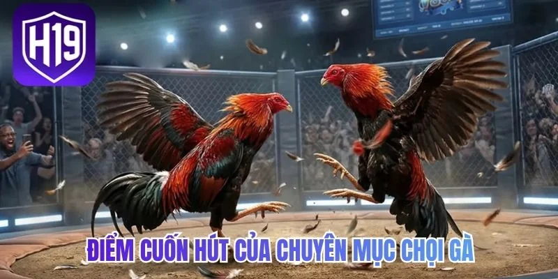 Điểm cuốn hút của chuyên mục chọi gà